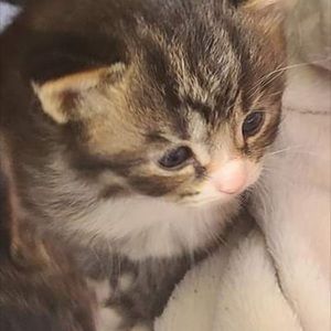 Meet your Posher, Joanne